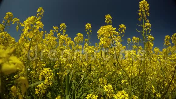 黄花蓝天风摇草蜂采花粉和平的画面视频的预览图