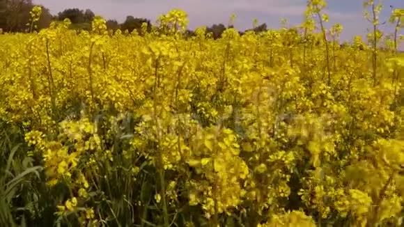 许多黄色的花和蜜蜂在蓝天下视频的预览图