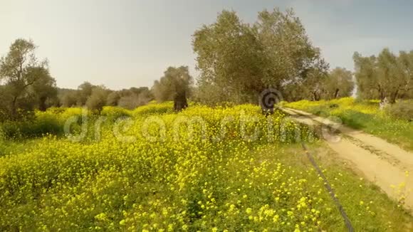 这条土路通向古老的英国皇家橄榄园的深处塞浦路斯冬天有许多黄花视频的预览图