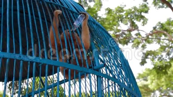 猴子在笼子里喝水视频的预览图