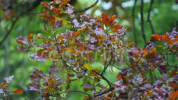 秋天的橡树叶在风中摇曳视频的预览图
