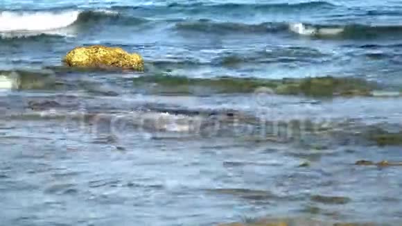洛基海岸沿海海浪视频的预览图