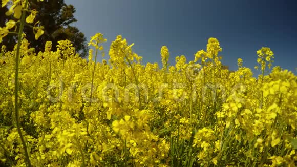 许多黄色的花和蜜蜂在蓝天下视频的预览图