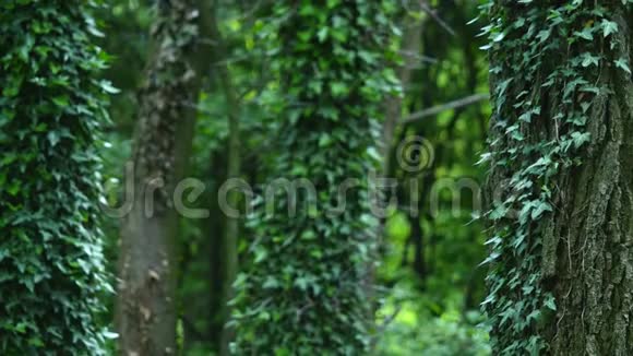 在茂密的绿色森林中把一棵常春藤植物的树干倾斜起来视频的预览图