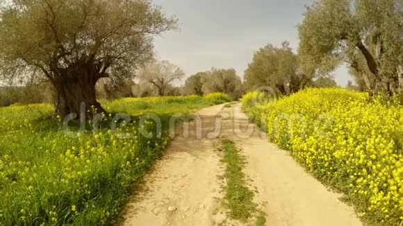 泥土路通向古老的英国皇家橄榄园的深处塞浦路斯冬天有许多黄花视频的预览图