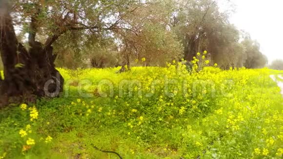 在倾盆大雨中古老的橄榄树被埋在一片花田里一条土路的全景塞浦路斯的一个深冬视频的预览图