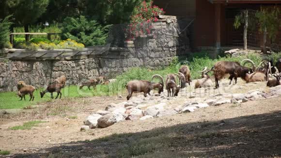 动物园里的山羊伊兹密尔土耳其视频的预览图