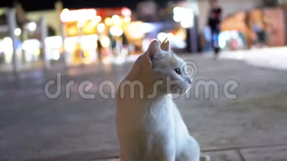 灰烟猫在肮脏的街道上的夜晚视频的预览图