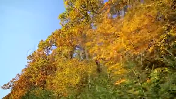 秋天公园有红叶红叶在阳光明媚的日子阳光透过树叶这就是视频的预览图