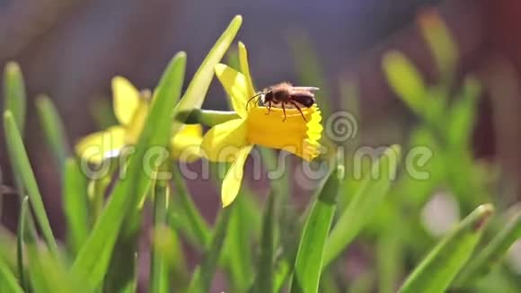 蜜蜂采集花蜜和苍蝇黄色盛开的水仙花在微风中视频的预览图