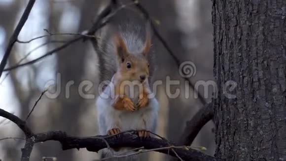 松鼠坐在树枝上吃食物吃完后松鼠刷毛在蛋白质消失之后春天视频的预览图