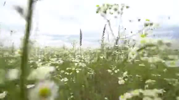 鹤从上景拍摄到花朵的近景飞过洋甘菊的花朵视频的预览图