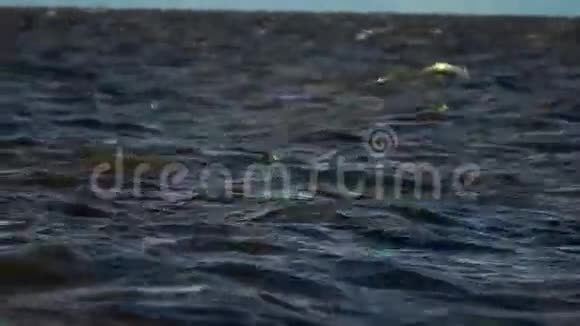 小波浪沿着水面流动一只鸥鸟坐在水面上随着波浪摇摆黄昏的阳光照耀着视频的预览图