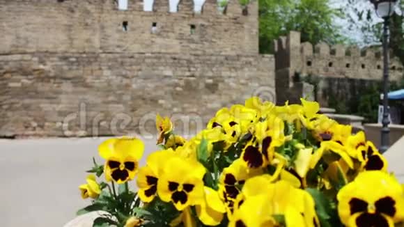 街上花圃中黄色矮牵牛的美丽花朵映衬着旧城的城墙视频的预览图