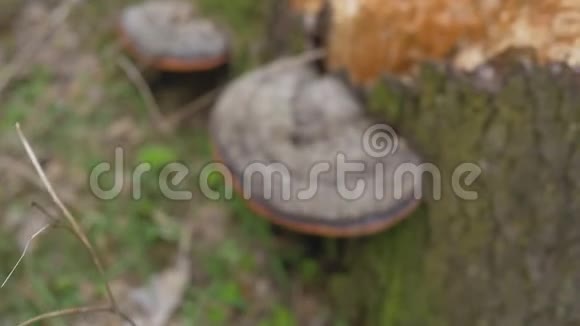 生长蘑菇的枯树的树干相机的全景视频的预览图