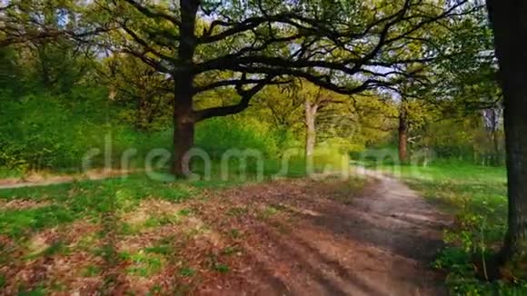 美丽的春林中的一条小路stadicampov视频视频的预览图