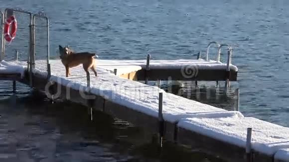 狗在雪地码头上滑动视频的预览图