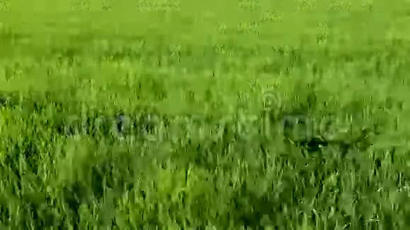 草米在风中视频的预览图