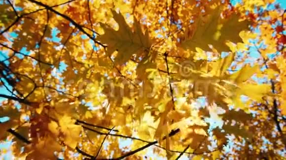 秋天的橡树叶在风中摇曳视频的预览图