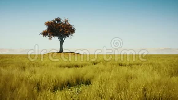 秋天的单树和草视频的预览图