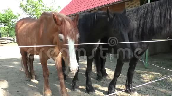 三匹马的头在马厩外面视频的预览图