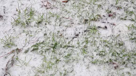 春天的雪落在绿草上视频的预览图