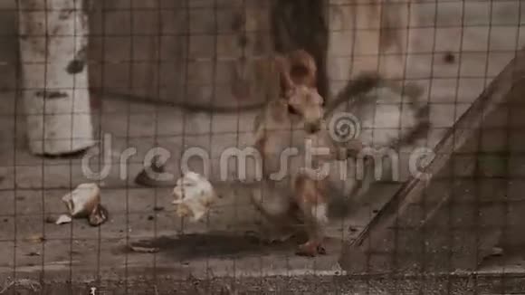 红松鼠在笼子里跑来跑去视频的预览图