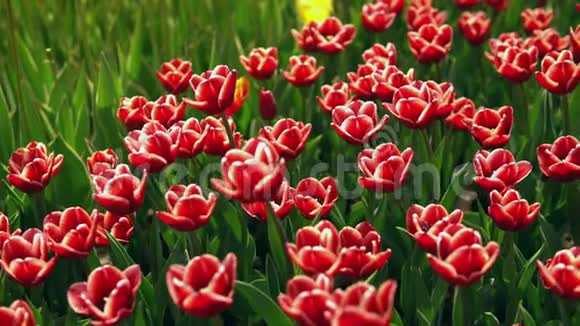 绿茵茵的草地上五颜六色的花朵视频的预览图