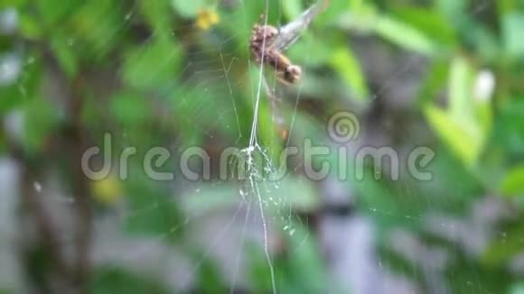 蜘蛛网在绿叶上在白天视频的预览图