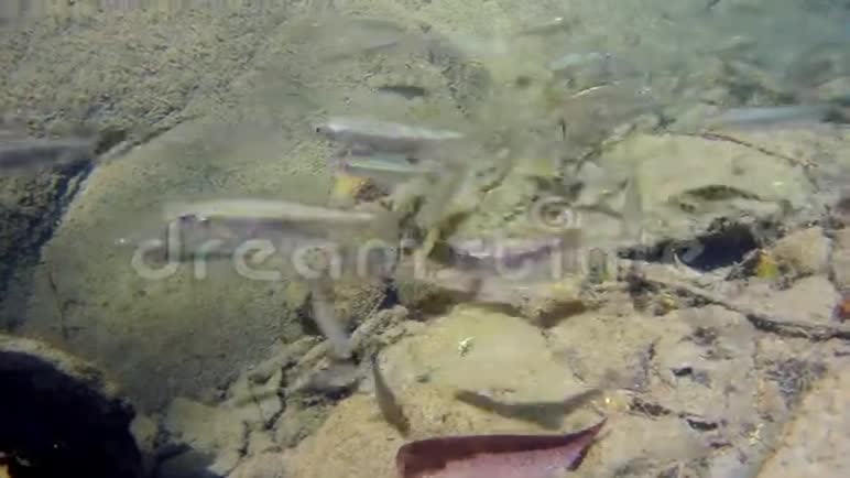 山涧中鱼的浅滩视频的预览图