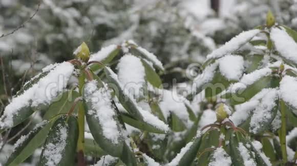 冬天杜鹃花丛上的雪视频的预览图