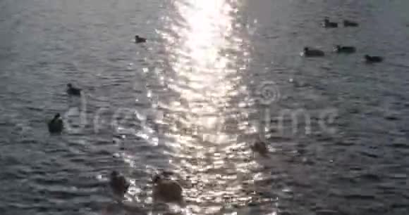 下午一群鸭子在水里游泳视频的预览图