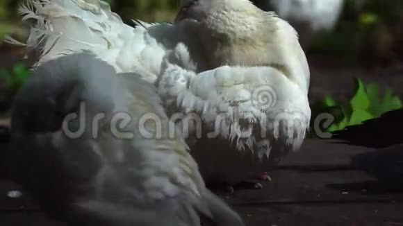 两只白色美丽的鸽子清洁它们的羽毛他们坐在公园的木步道上视频的预览图