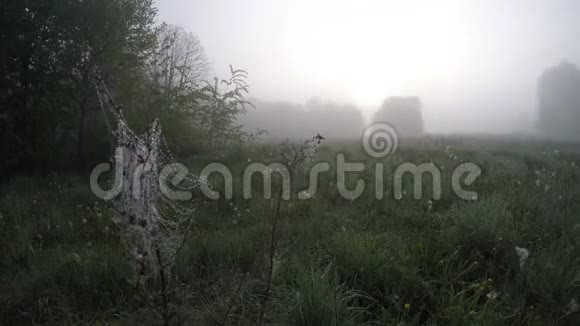 秋天的晨雾在草地上风在蜘蛛网上时间流逝视频的预览图