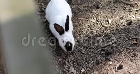 农场上一只漂亮兔子的肖像视频的预览图