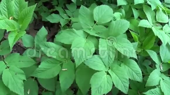 春天的豆荚草药用野生植物我们被淘汰了现场全景移镜头绿色的嫩叶视频的预览图