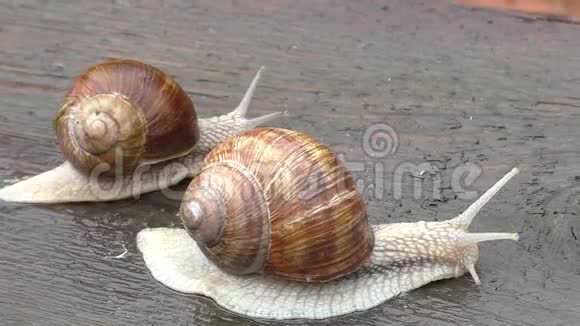 两只蜗牛爬行在木桌上玩耍视频的预览图