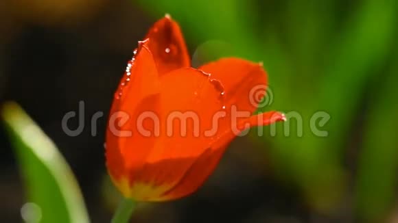 红郁金香的花朵在怒放的溪流下视频的预览图
