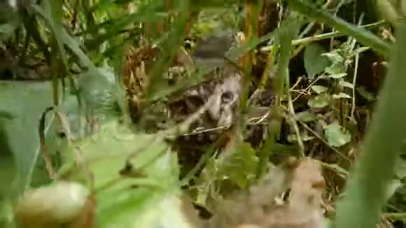 灰色的小野猫小猫偷偷溜进森林里的高草里视频的预览图