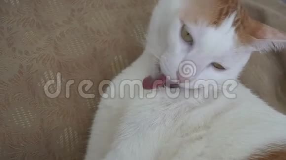 白姜猫自己洗慢慢合上视频的预览图