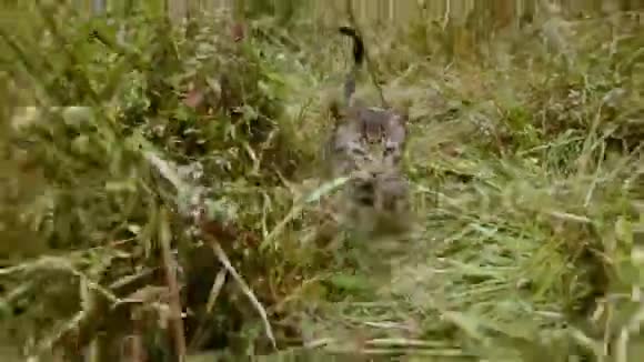 灰色的小野猫在高高的草地上嗅嗅和爬视频的预览图