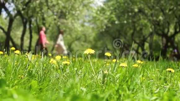春天公园夏季公园草地上的黄色蒲公英晴朗的太阳夏天白天视频的预览图