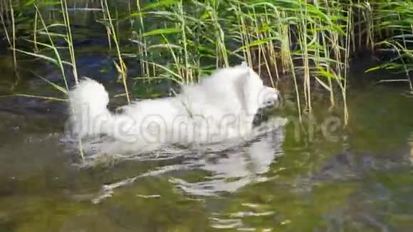 萨莫伊德狗游泳慢动作视频的预览图