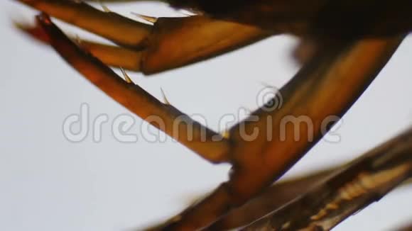 淡水蜈蚣爪下显微镜视频的预览图