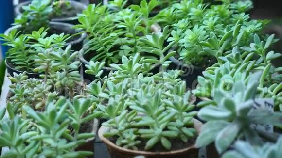 植物园的幼玉房植物视频的预览图