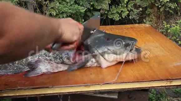 一只大鲶鱼被挖出来切成碎片视频的预览图