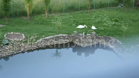 天鹅在湖边散步两只天鹅在草地上吃草天鹅吃草一只天鹅走在上面视频的预览图