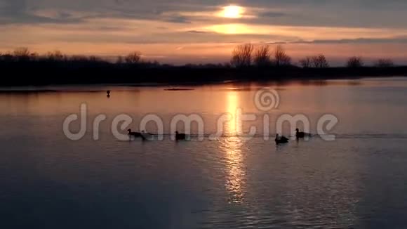 日出之河视频的预览图