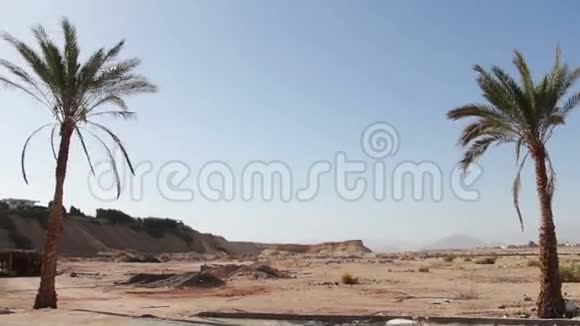 沙漠中的棕榈树视频的预览图