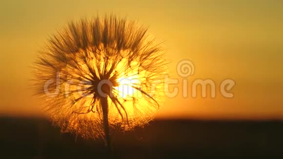 日出时盛开的蒲公英花特写镜头蒲公英在田野的背景下美丽的日落毛茸茸的视频的预览图